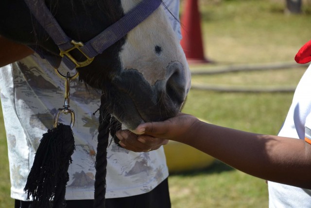 caballo2