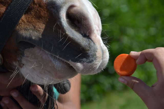 caballo3