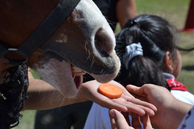 caballo4