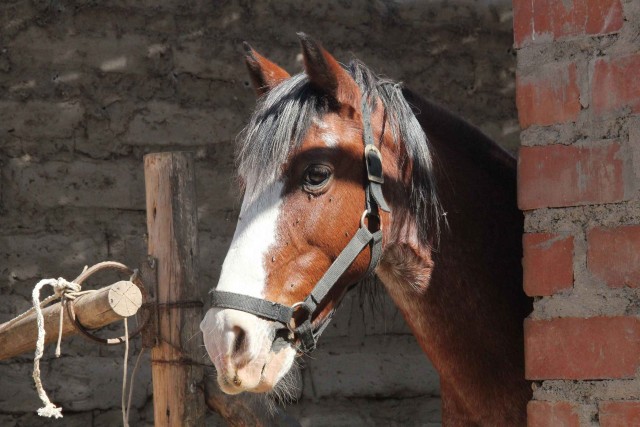 caballo7