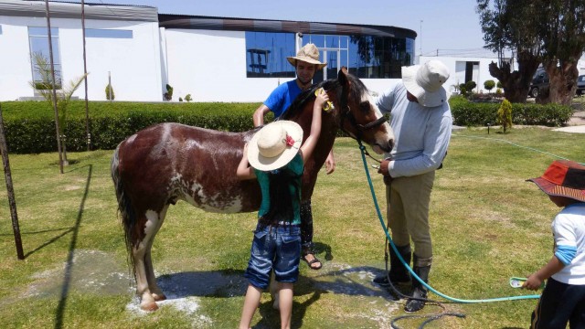 caballo8