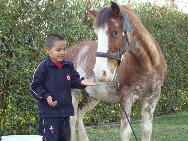 caballo ninio6