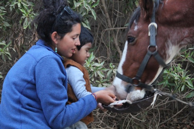 caballo ninio voluntario3