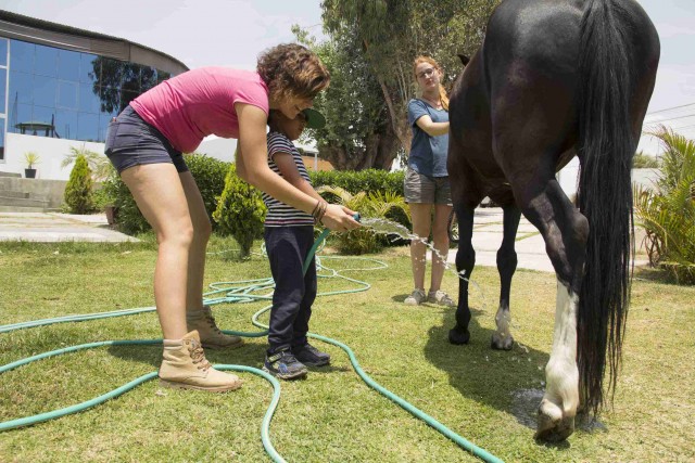 caballo ninio voluntario5