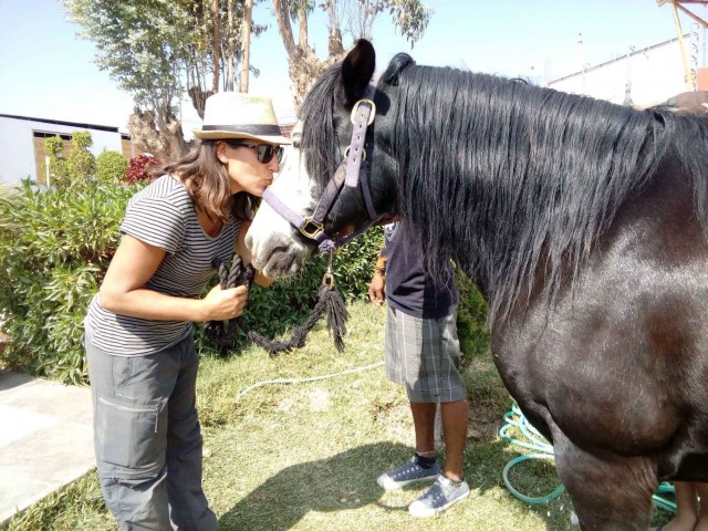 caballo voluntario